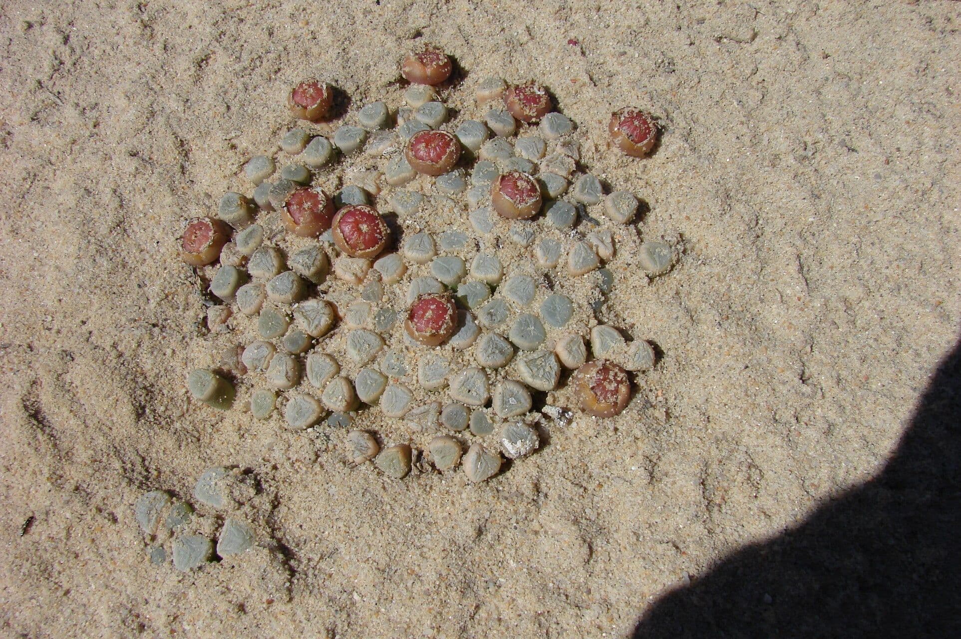 Fenestraria rhopalophylla