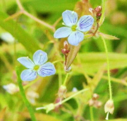 Veronica scutellata