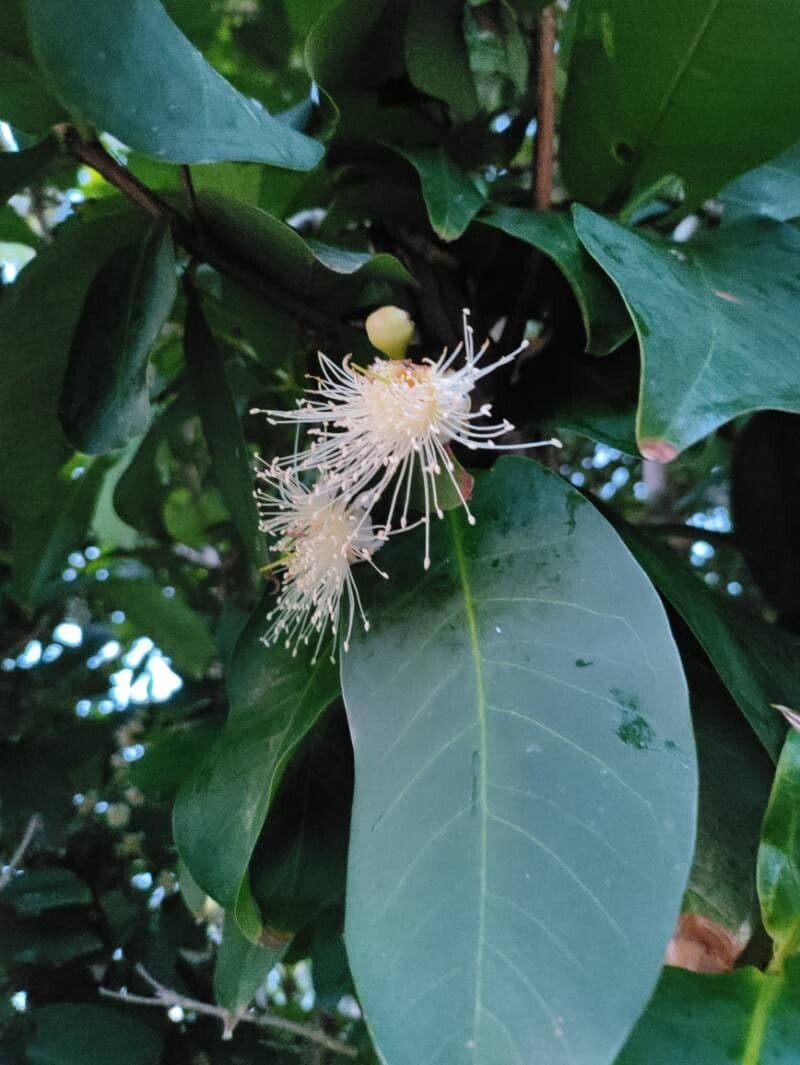 Syzygium aqueum