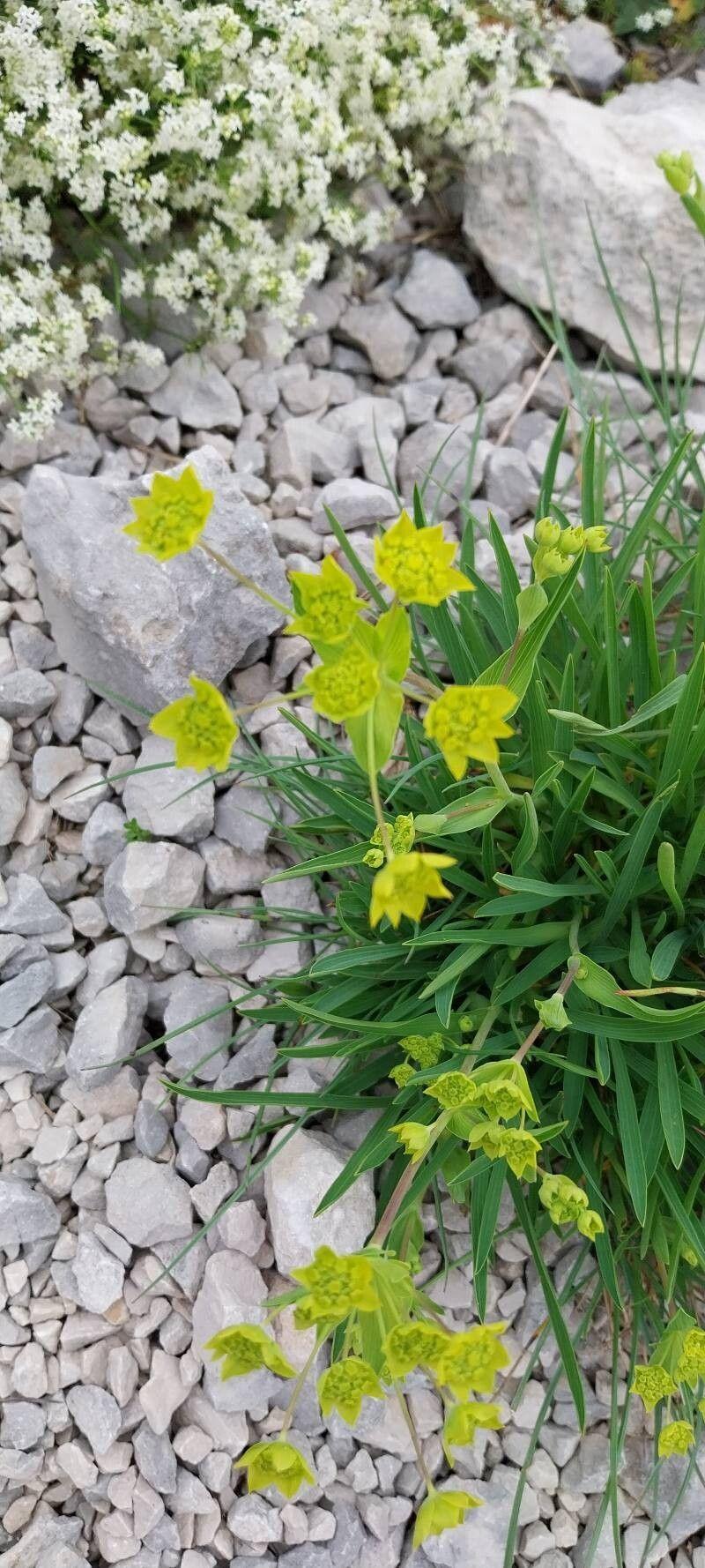 Bupleurum ranunculoides