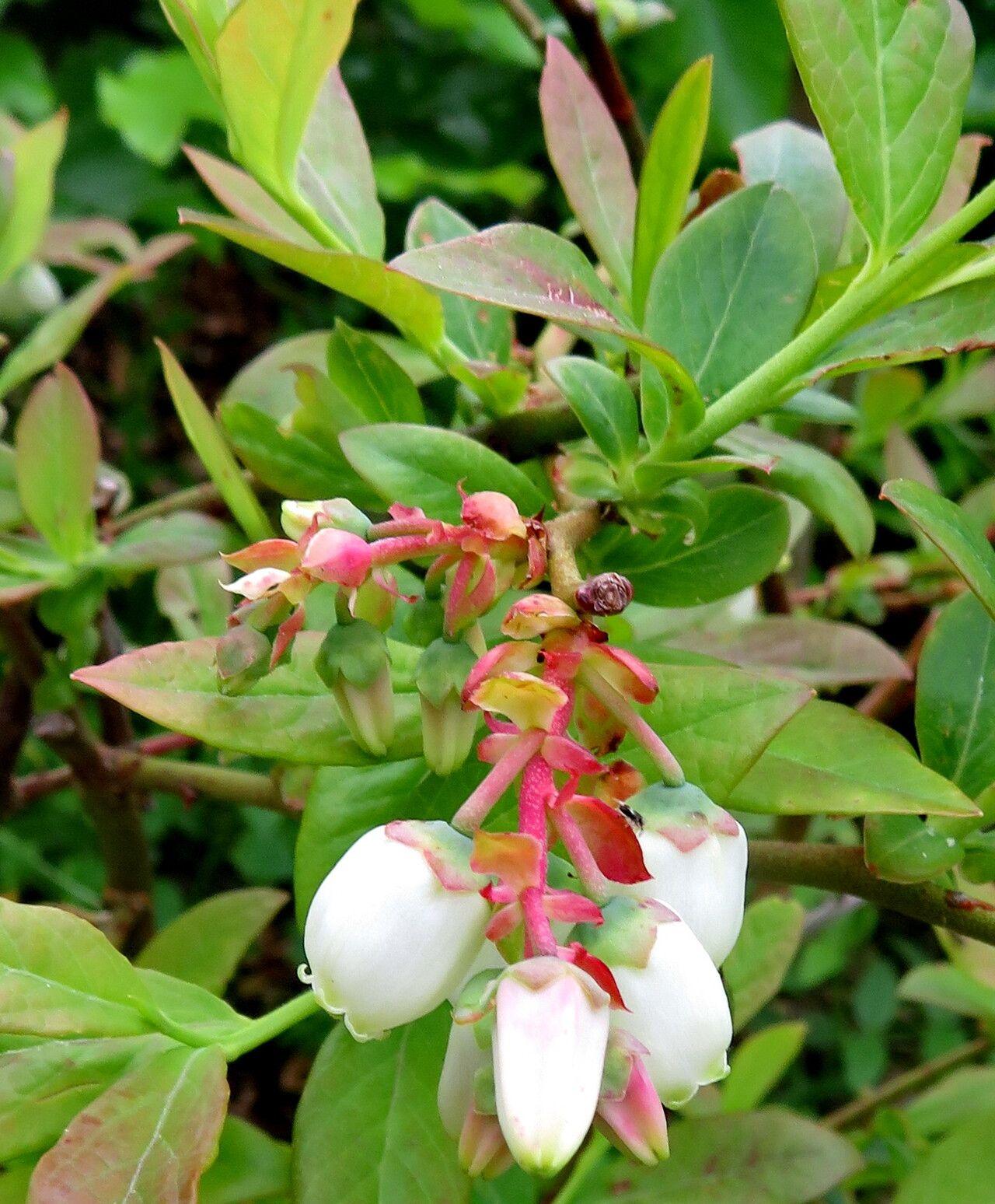 Vaccinium corymbosum