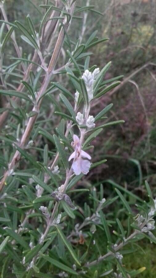 Salvia rosmarinus