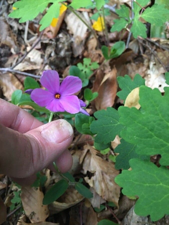 Phlox stolonifera