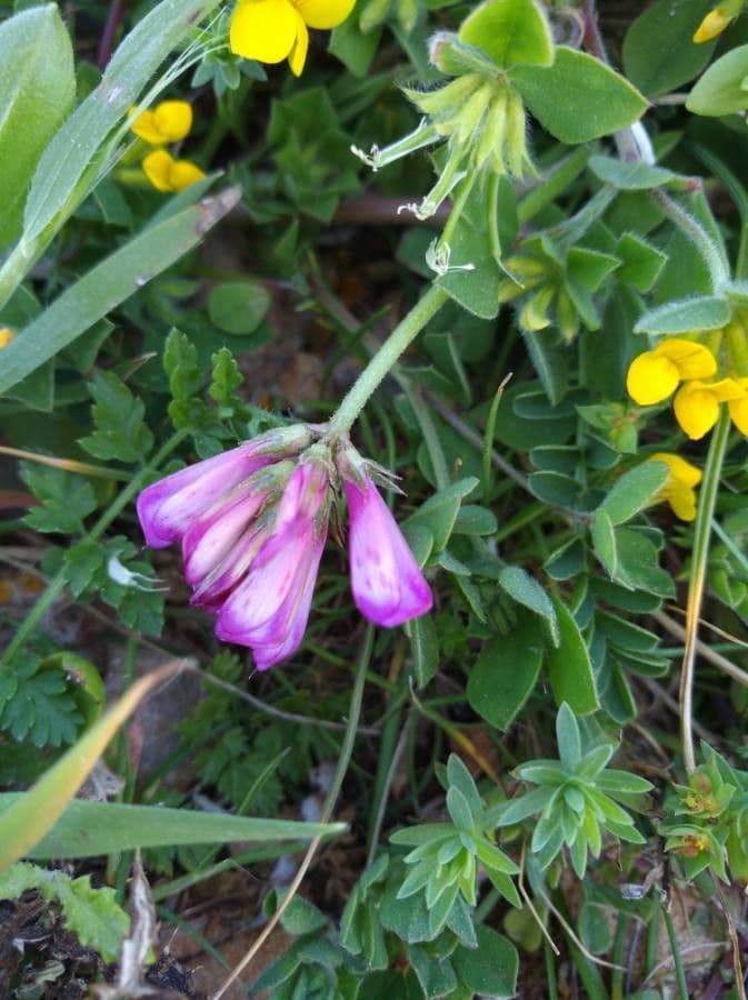 Sulla spinosissima