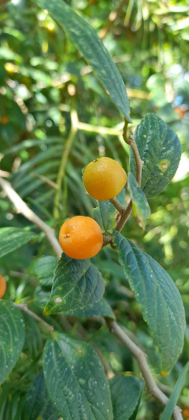 Celtis iguanaea
