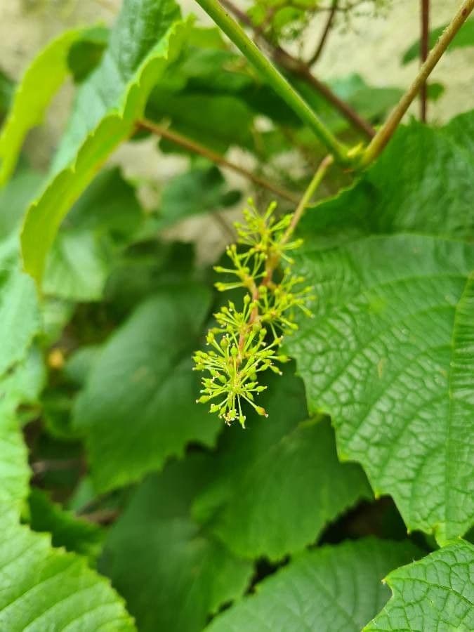 Vitis aestivalis