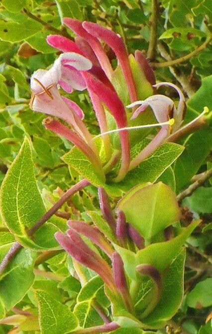 Lonicera implexa