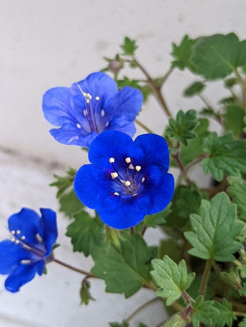 MX Phacelia Campanularia California Bluebell Flower Seeds Bulk Seed
