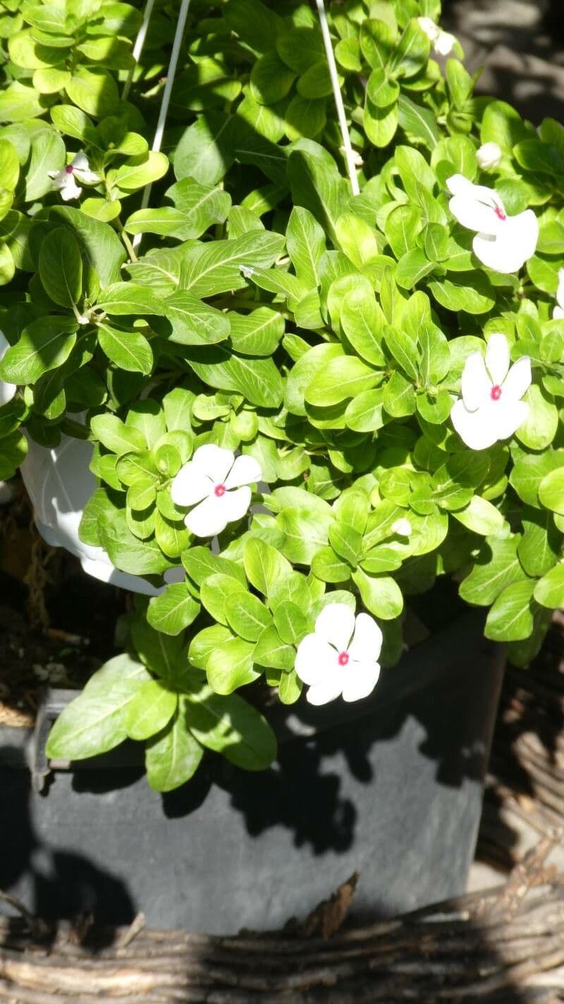 Catharanthus roseus