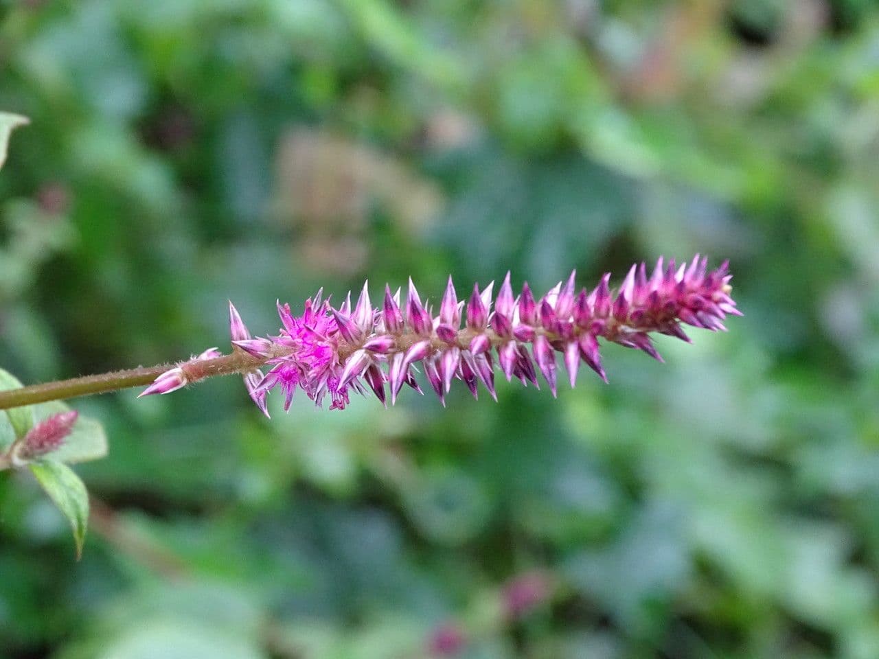 Achyranthes aspera