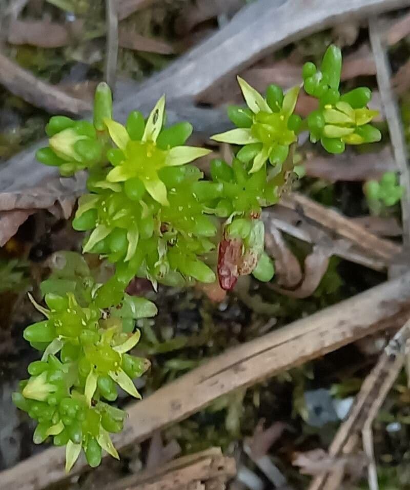 Sedum annuum