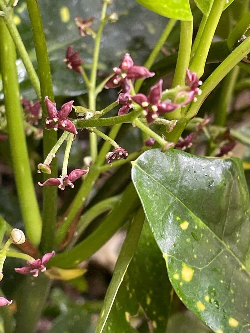 Aucuba japonica