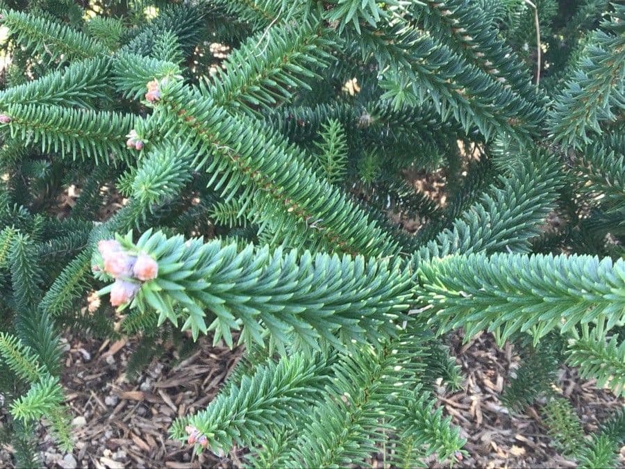 Abies cephalonica