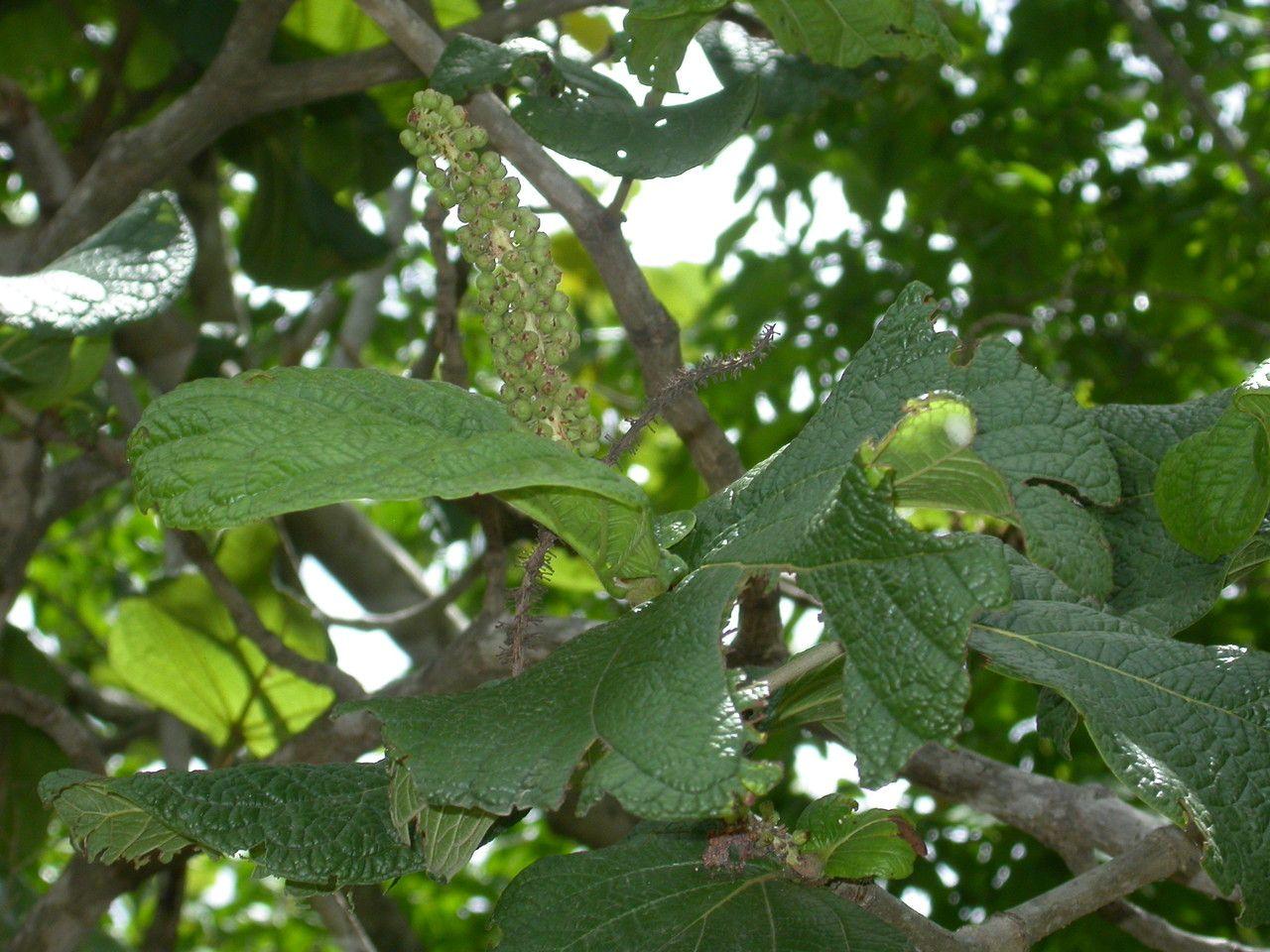 Coccoloba pubescens