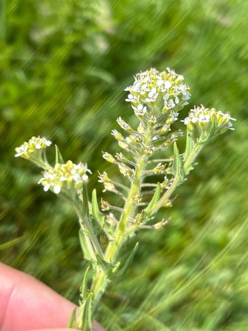 Lepidium heterophyllum