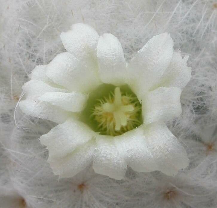 Mammillaria plumosa