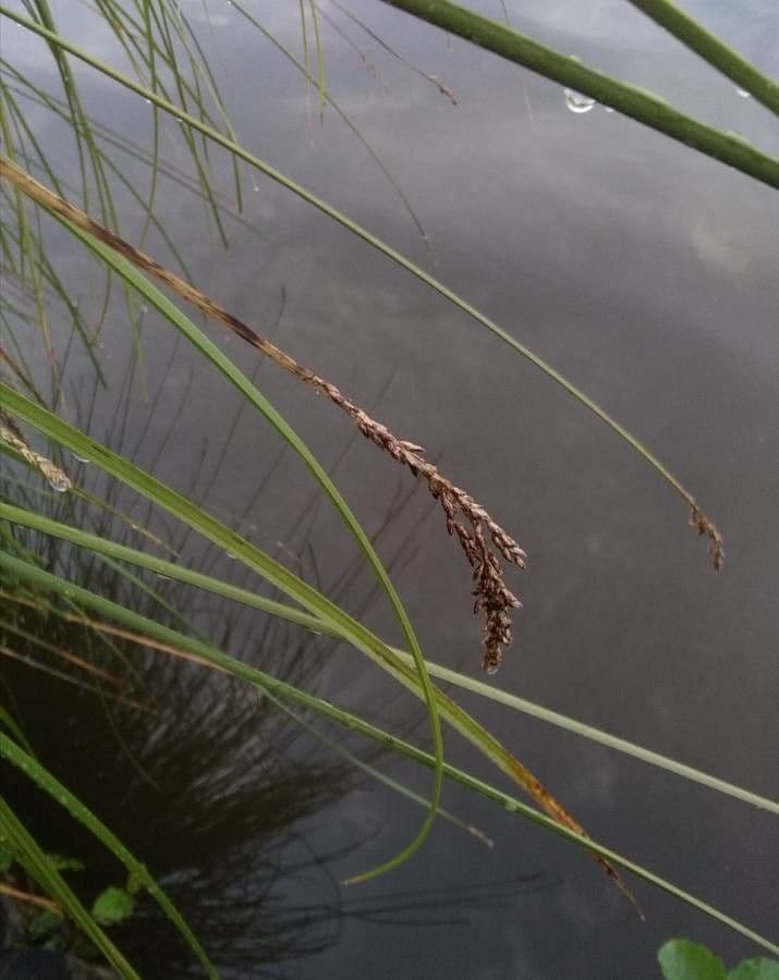 Carex paniculata