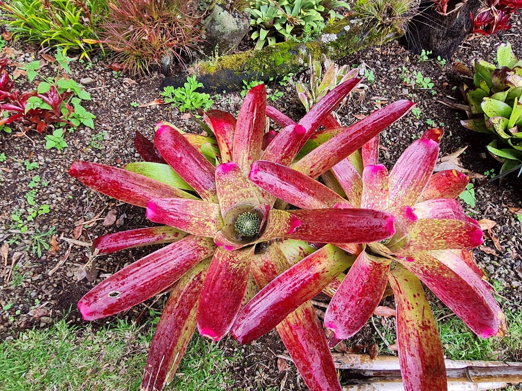 Neoregelia farinosa