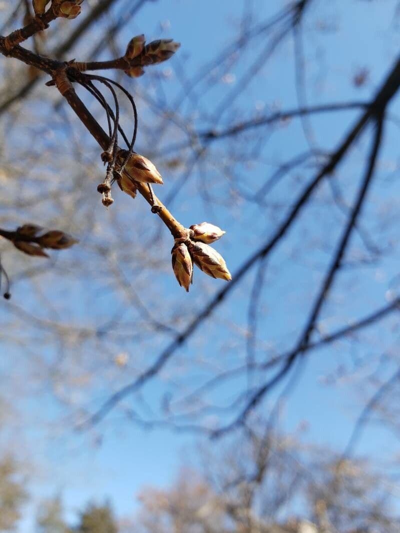 Acer saccharum