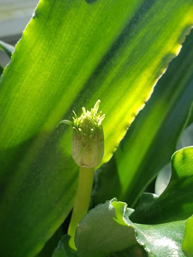 Veltheimia bracteata