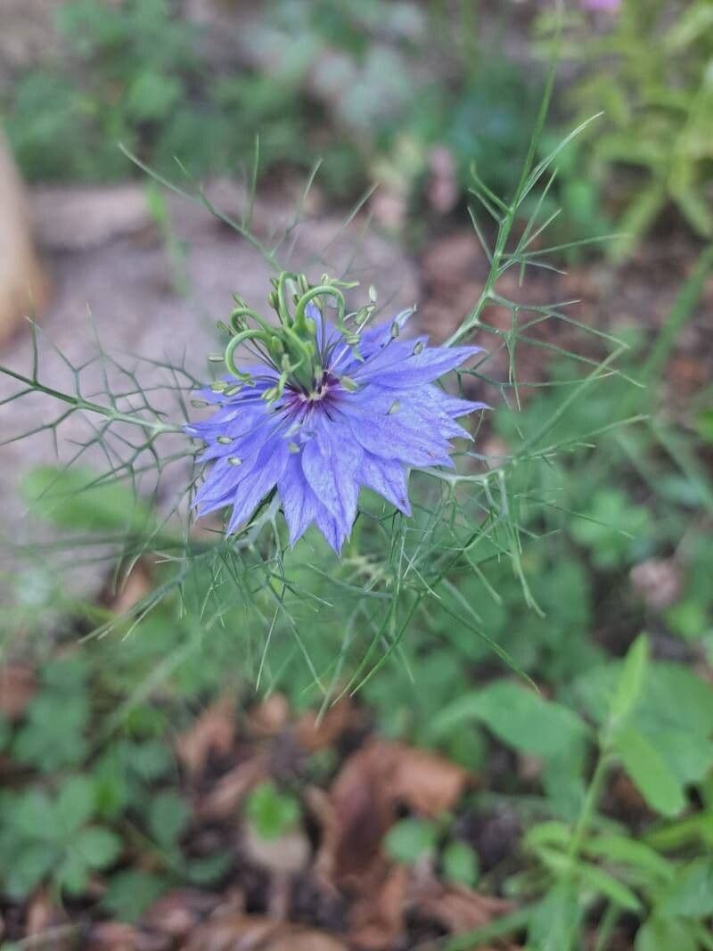 Nigella sativa