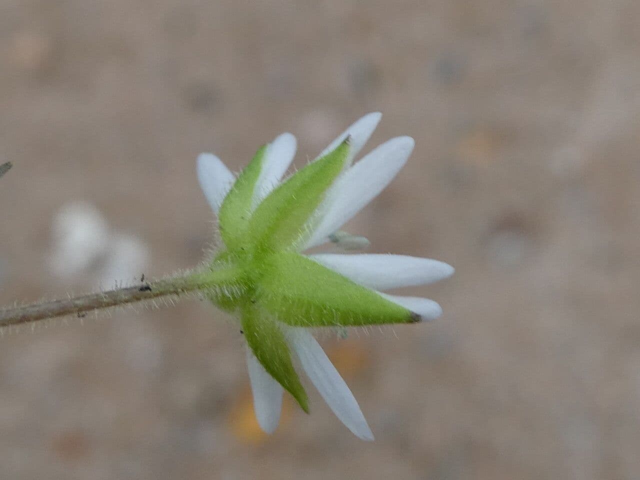 Stellaria aquatica