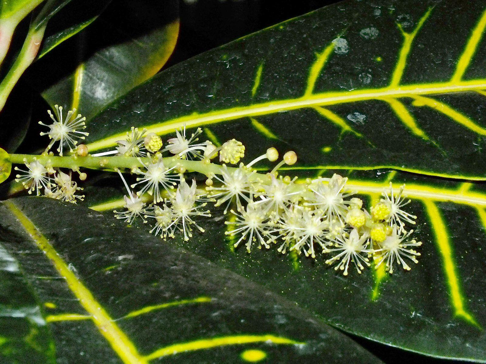 Codiaeum variegatum