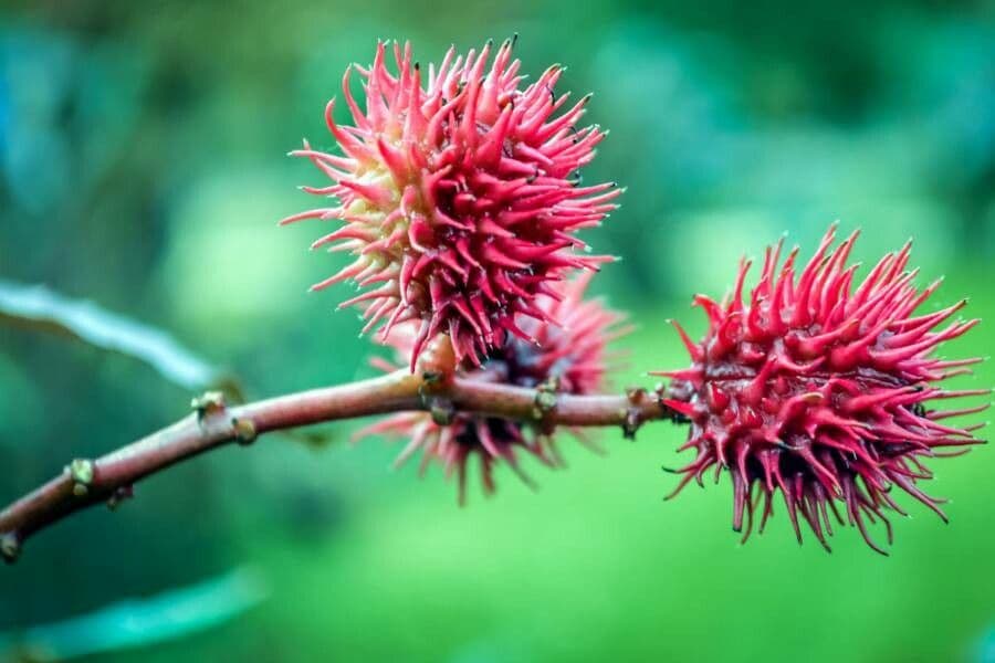 Ricinus communis