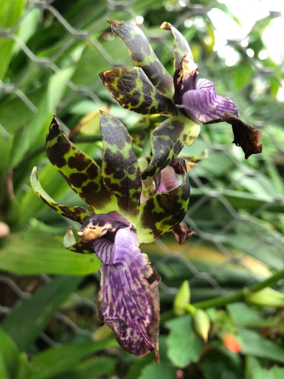 Zygopetalum maculatum