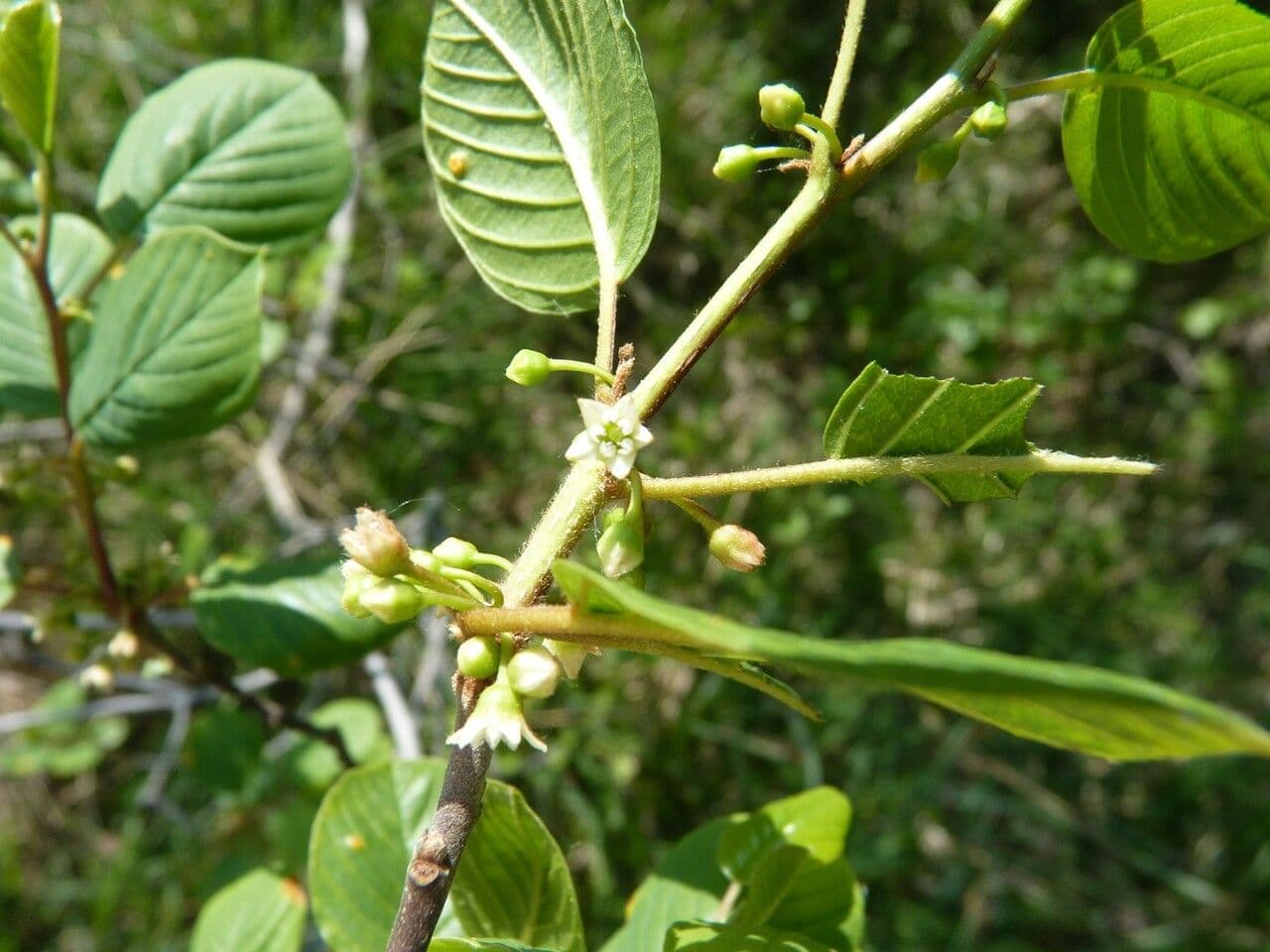 Frangula alnus