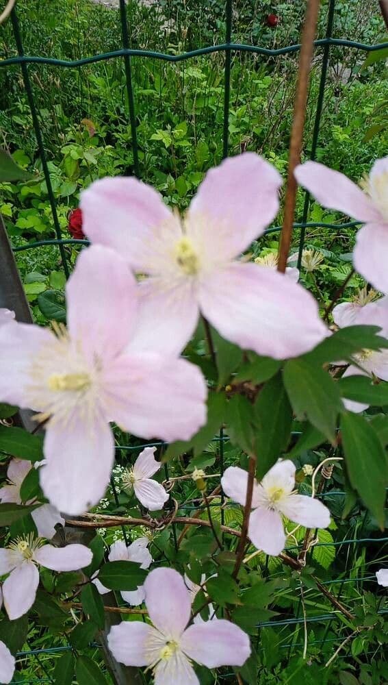 Clematis montana