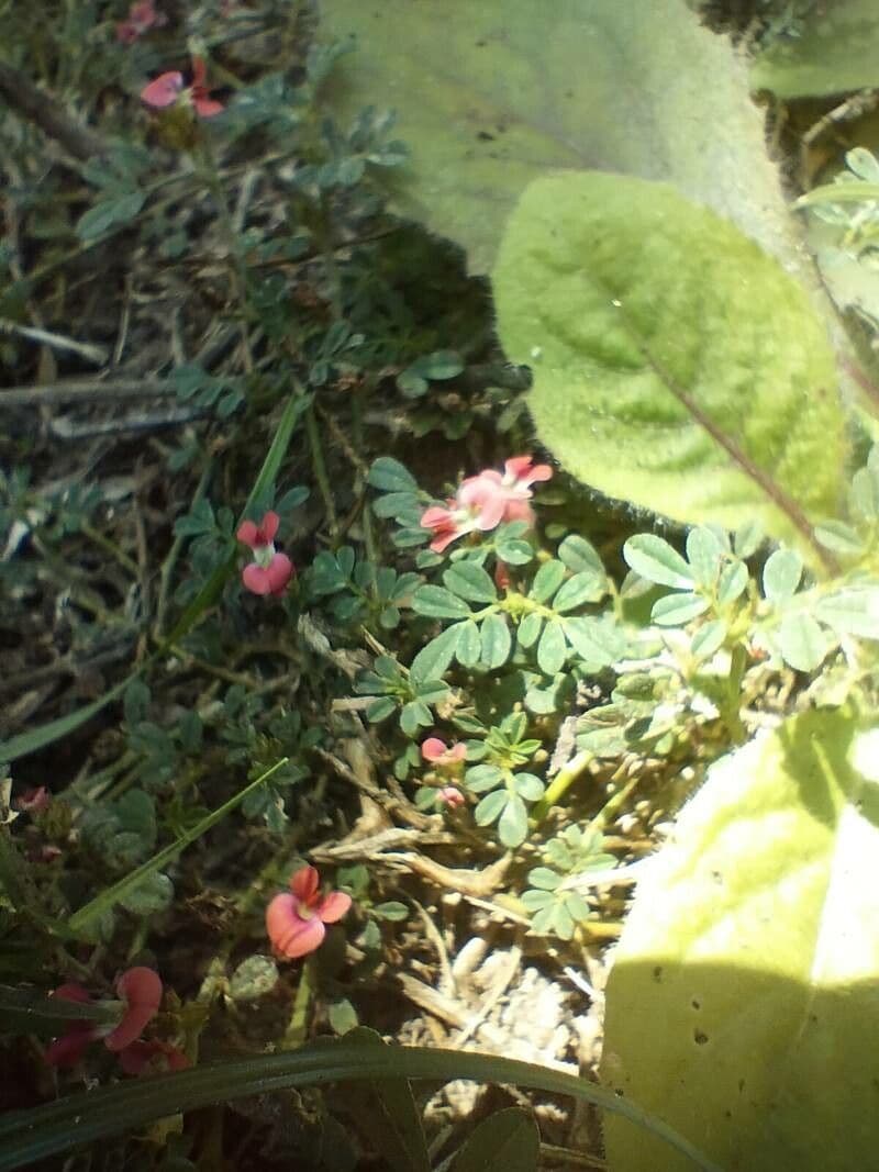 Indigofera miniata