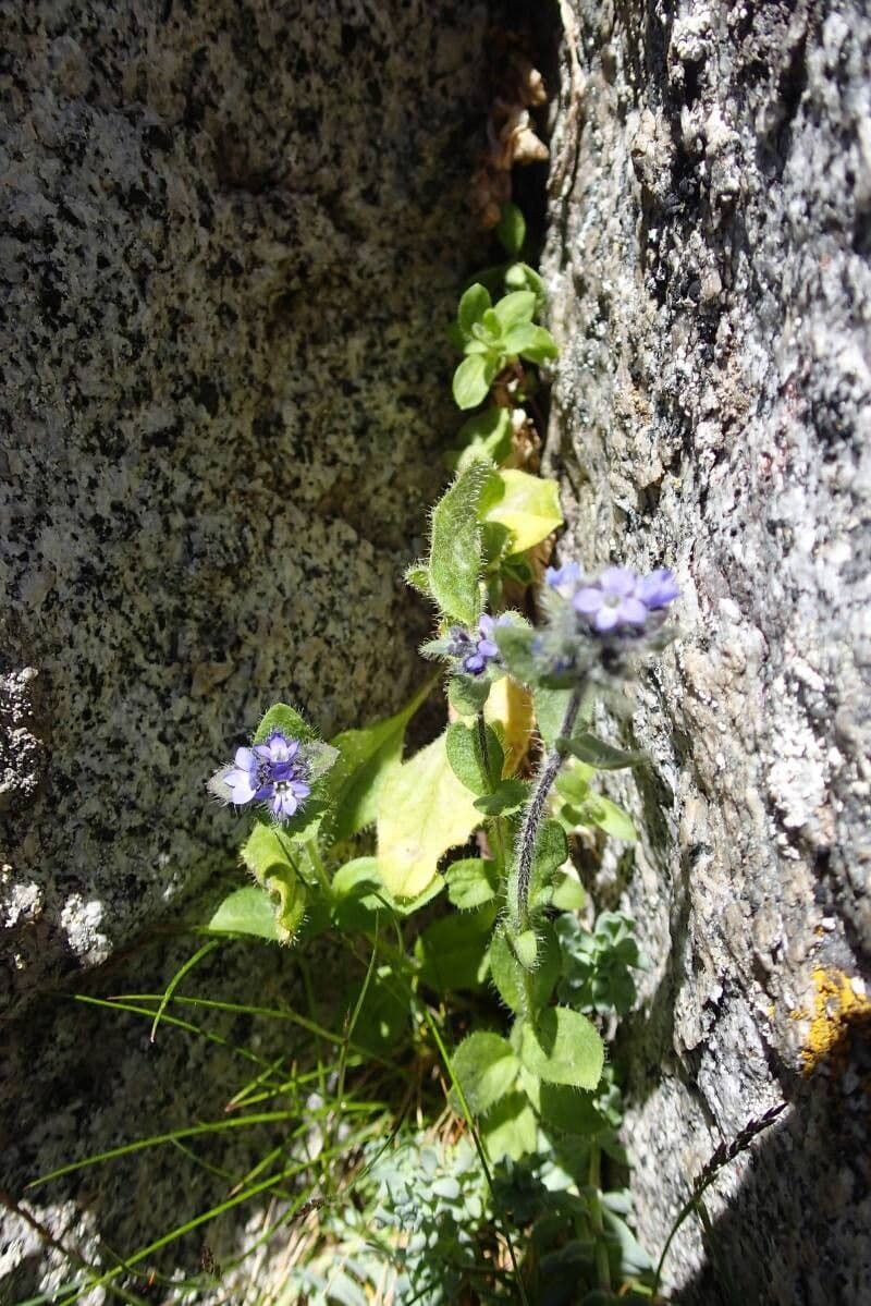 Veronica alpina