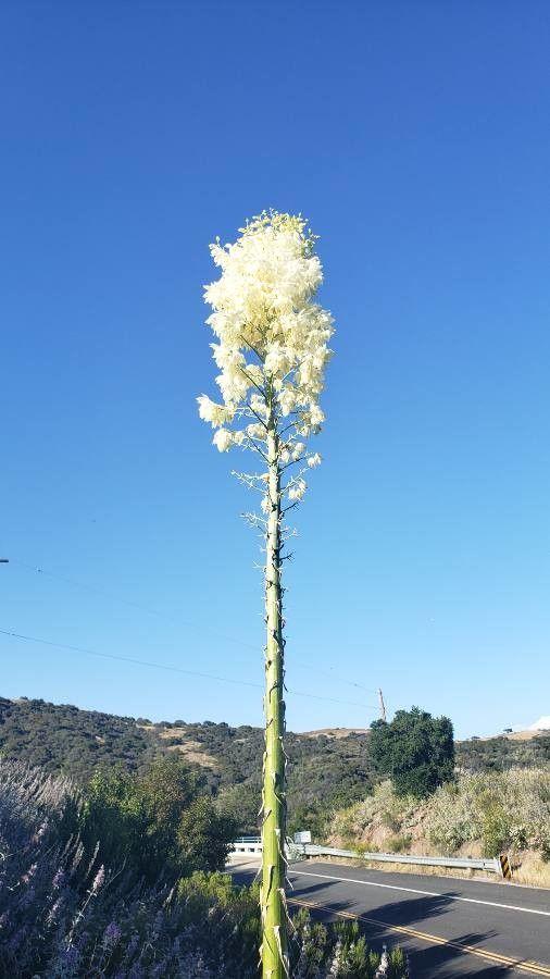 Yucca elata