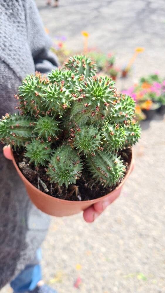 Euphorbia susannae
