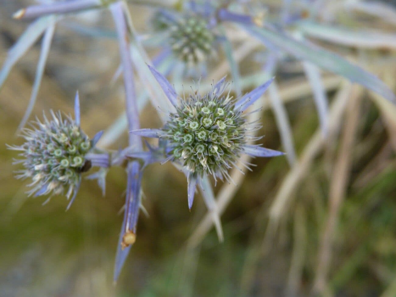 Eryngium creticum