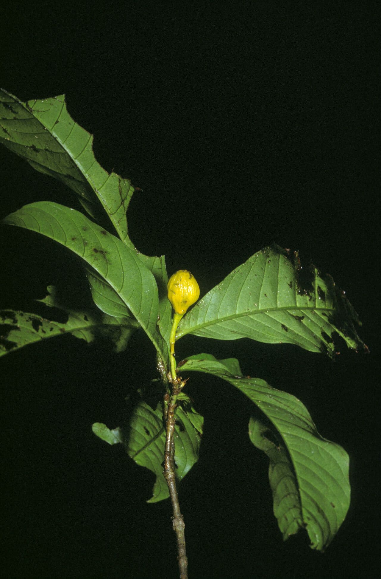Quiina guianensis