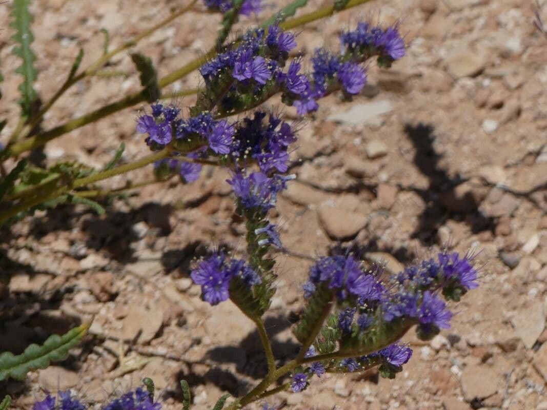 Phacelia crenulata