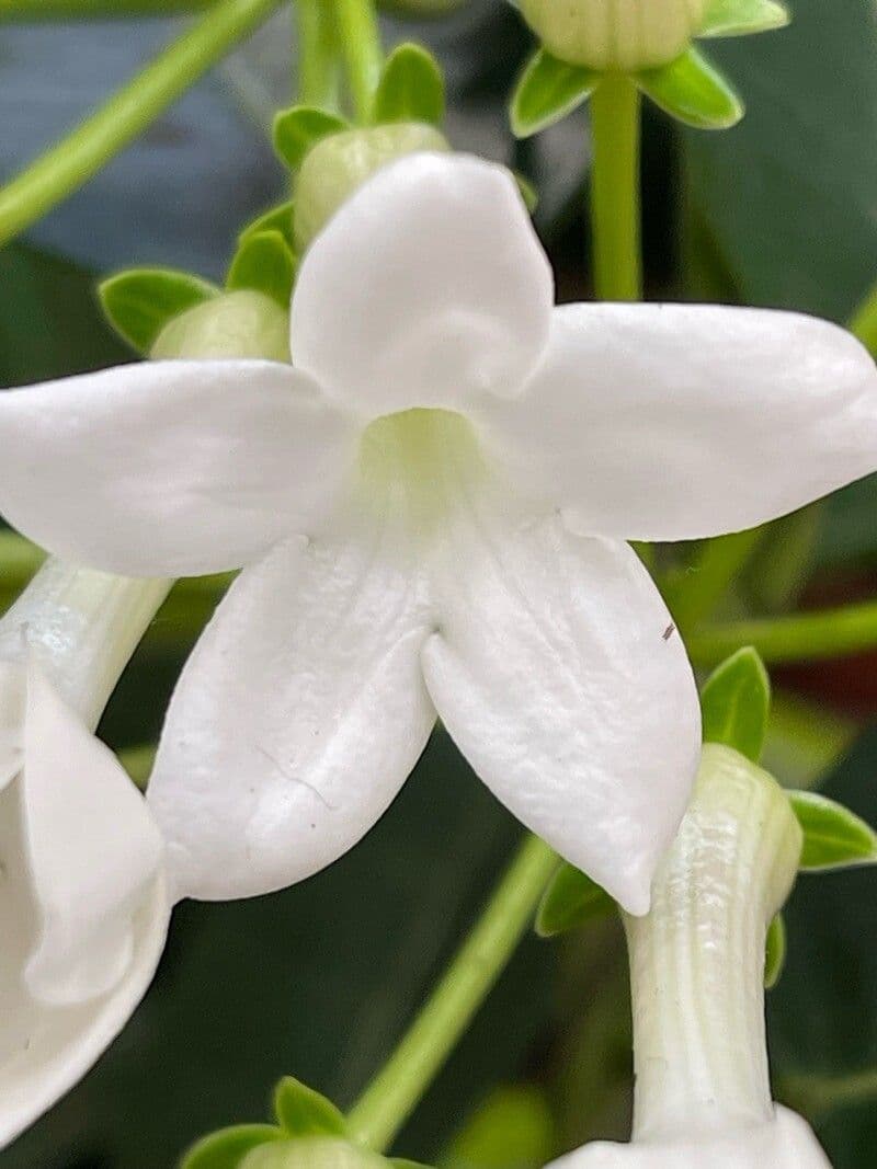 Stephanotis floribunda