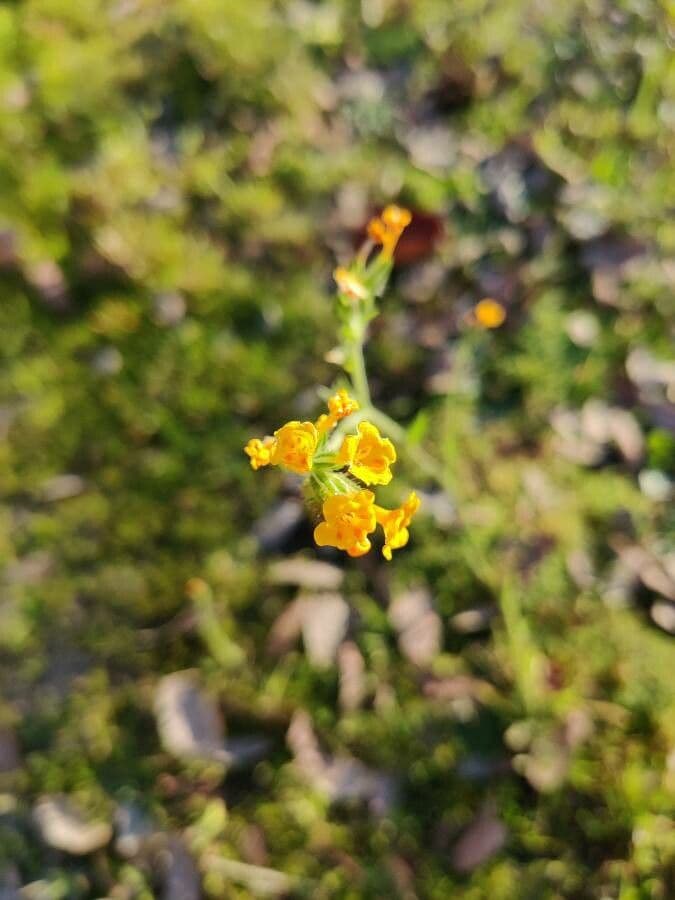 Amsinckia menziesii