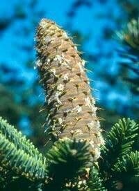 Abies nebrodensis