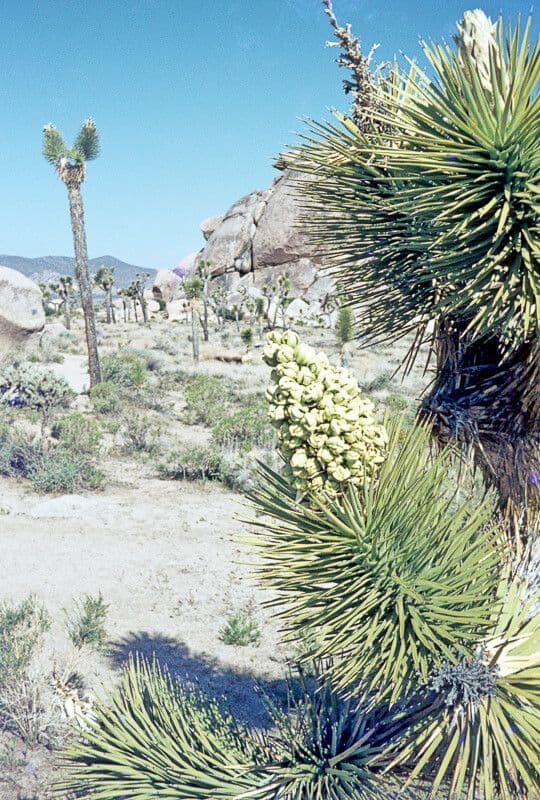 Yucca brevifolia