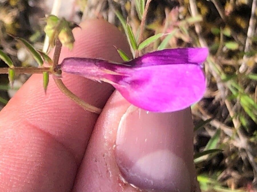 Vicia peregrina