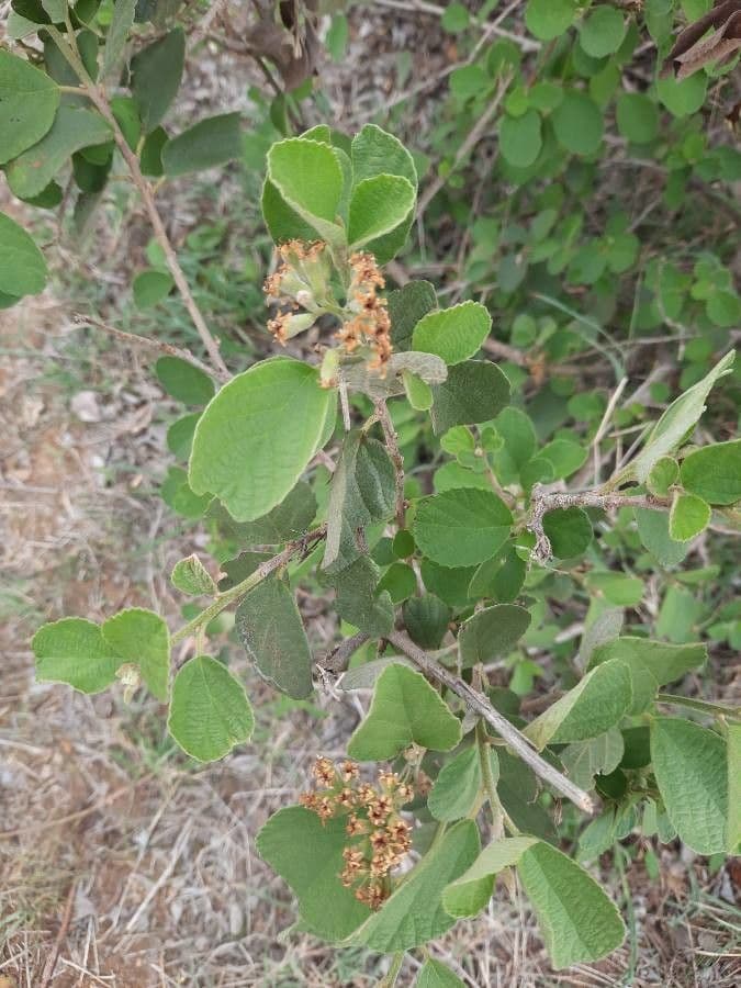 Cordia monoica