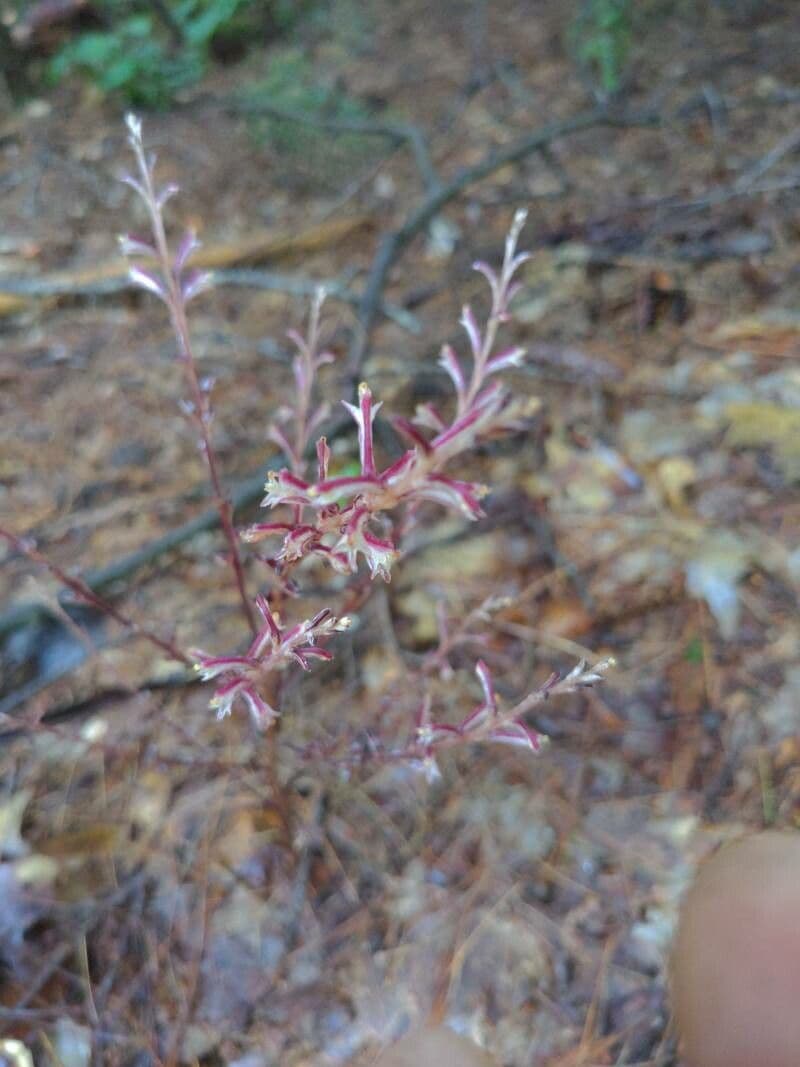 Epifagus virginiana