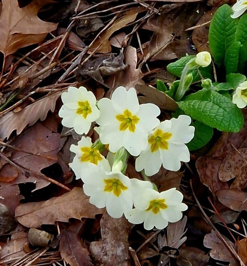 Primula vulgaris