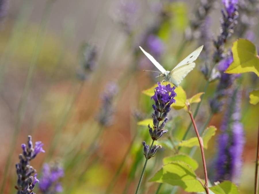 Lavandula latifolia