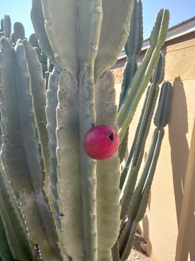 Cereus hexagonus