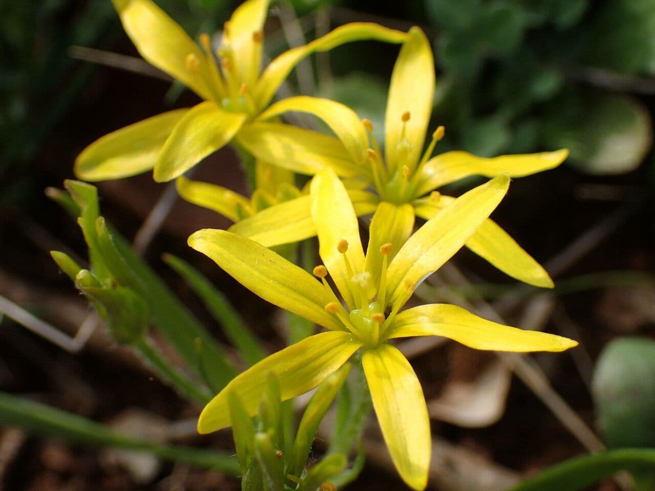 Gagea lacaitae