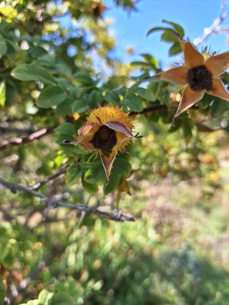 Rosa roxburghii